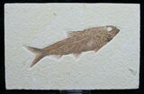 Knightia Fossil Fish - Wyoming #7598-1